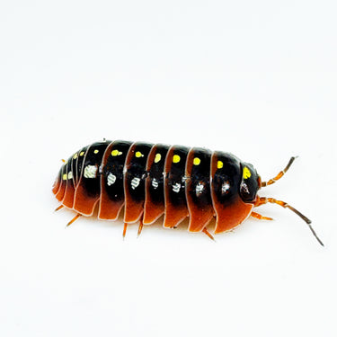 Armadillidium Klugii